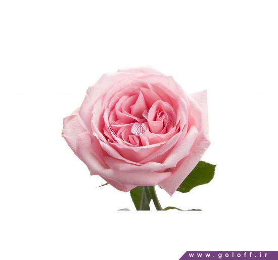 گل فروشی آنلاین - گل صد تومانی فرانه -Faraneh | گل آف